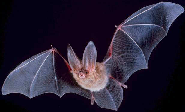 bat